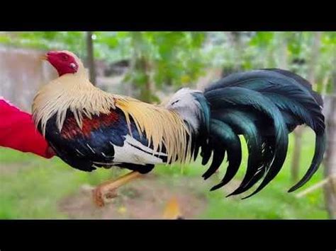 carbo loading gamefowl